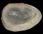 Didontogaster Fossil Worm (Pos/Neg) - Mazon Creek #70604-2